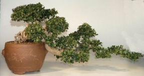 Fukien Tea Bonsai Tree - Cascade - 37