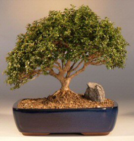 Japanese Kingsville Boxwood - 13