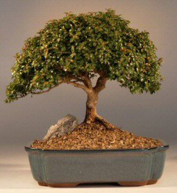 Japanese Kingsville Boxwood - 12