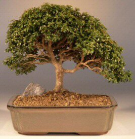 Japanese Kingsville Boxwood - 13