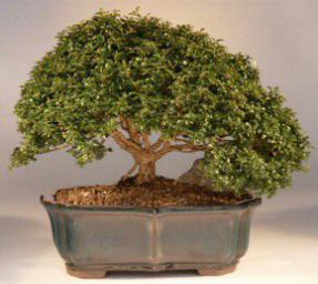 Japanese Kingsville Boxwood - 18