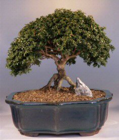 Japanese Kingsville Boxwood Bonsai Tree- 15