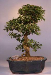 Ligustrum Bonsai Tree - 16