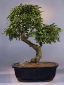 Ligustrum Bonsai Tree - 19