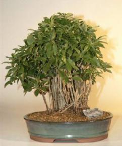 Hawaiian Umbrella Bonsai Tree - Banyan Style - 17