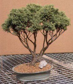 Blue Moss Cypress Bonsai Tree - 21
