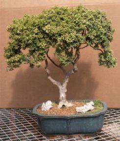 Japanese Kingsville Boxwood - 22