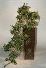 Fukien Tea Cascade Bonsai Tree-19