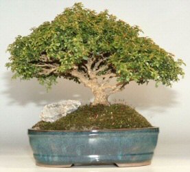 Japanese Kingsville Boxwood Bonsai Tree- 15