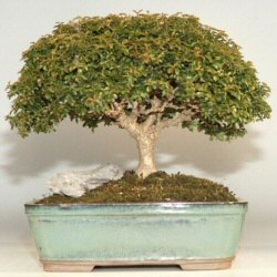 Japanese Kingsville Boxwood - 13