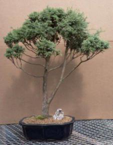 Blue Moss Cypress Bonsai Tree - 27