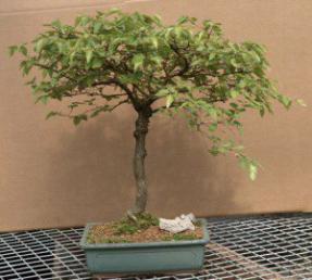 Korean Hornbeam Bonsai Tree - 25