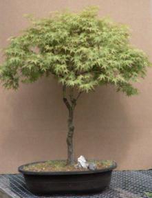 Japanese Greenleaf Maple Bonsai Tree - 36