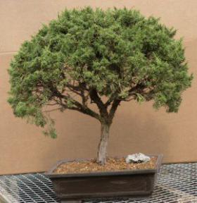 Juniper Shimpaku Bonsai Tree - 28