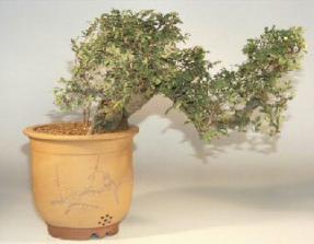 Chinese Elm Bonsai Tree Semi-Cascade- 24