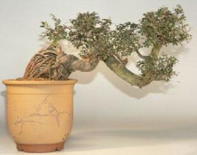 Chinese Elm Bonsai Tree Semi-Cascade - 24