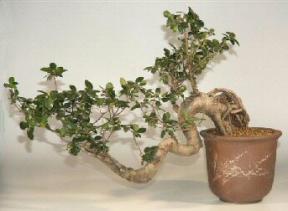 Ficus Bonsai Tree - Cascade Style - 32
