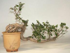 Ficus Bonsai Tree - Cascade Style - 28