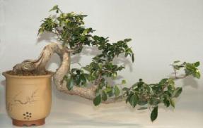 Ficus Bonsai Tree - Cascade Style- 30