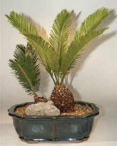 Sago Palm Bonsai Tree - Exotic- 21