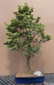 Golden Hinoki Cypress - 18