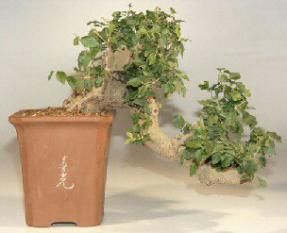 Ligustrum Bonsai Tree Cascade-23