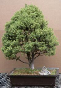 Alberta Spruce Bonsai Tree  - 24