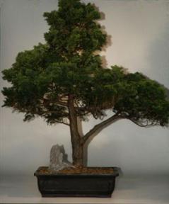 Hinoki Cypress Bonsai Tree-39