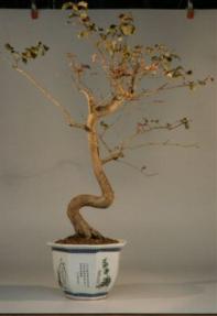 Crape Myrtle Bonsai Tree - 18