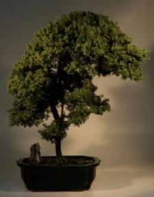 Juniper Bonsai Tree - w/curved trunk - 24