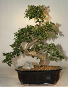 Fukien Tea Bonsai Tree-21