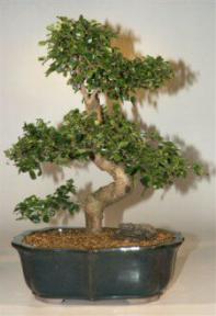 Fukien Tea Bonsai Tree-21