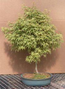 Japanese Dwarf Maple - 22