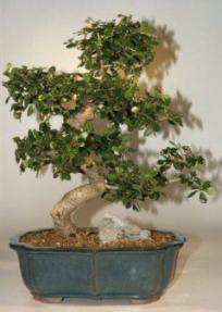 Fukien Tea Bonsai Tree<br><i>carmona</i>