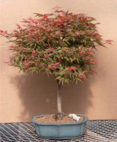 Japanese Maple Bonsai Tree - 31