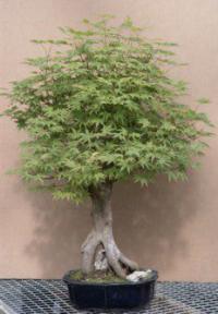 Japanese Maple Bonsai Tree - Green - 35