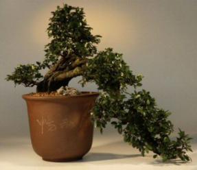 Chinese Elm Bonsai Tree - 22
