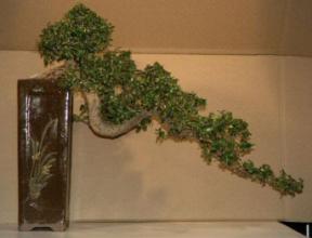 Fukien Tea Bonsai Tree - Cascade - 38