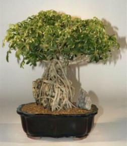 Hawaiian Umbrella Bonsai Tree-Root Over Rock-19