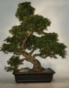 Fukien Tea Bonsai Tree-35