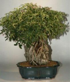 Hawaiian Umbrella Bonsai Tree-Root Over Rock-26