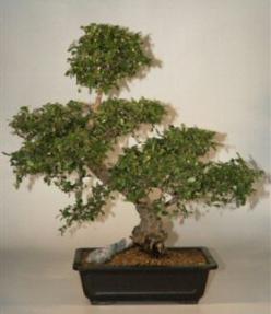 Fukien Tea Bonsai Tree-28