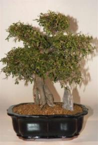 Chinese Elm Bonsai Tree - 21
