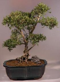 Chinese Flowering White Serissa - Bonsai Tree of a Thousand Stars - 19