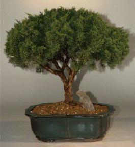 Shimpaku Bonsai Tree - 23