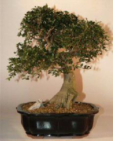 Chinese Elm Bonsai Tree - 21