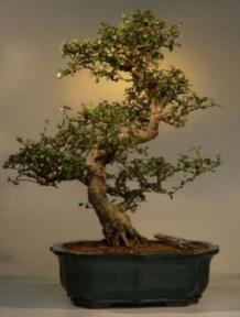 Fukien Tea Bonsai Tree-23