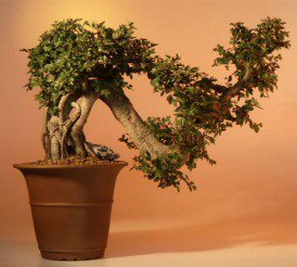 Chinese Elm Bonsai Tree - Semi Cascade - 22