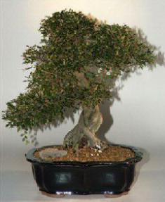 Chinese Elm Bonsai Tree - 22