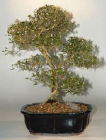 Chinese Flowering White Serissa - Bonsai Tree of a Thousand Stars - 18